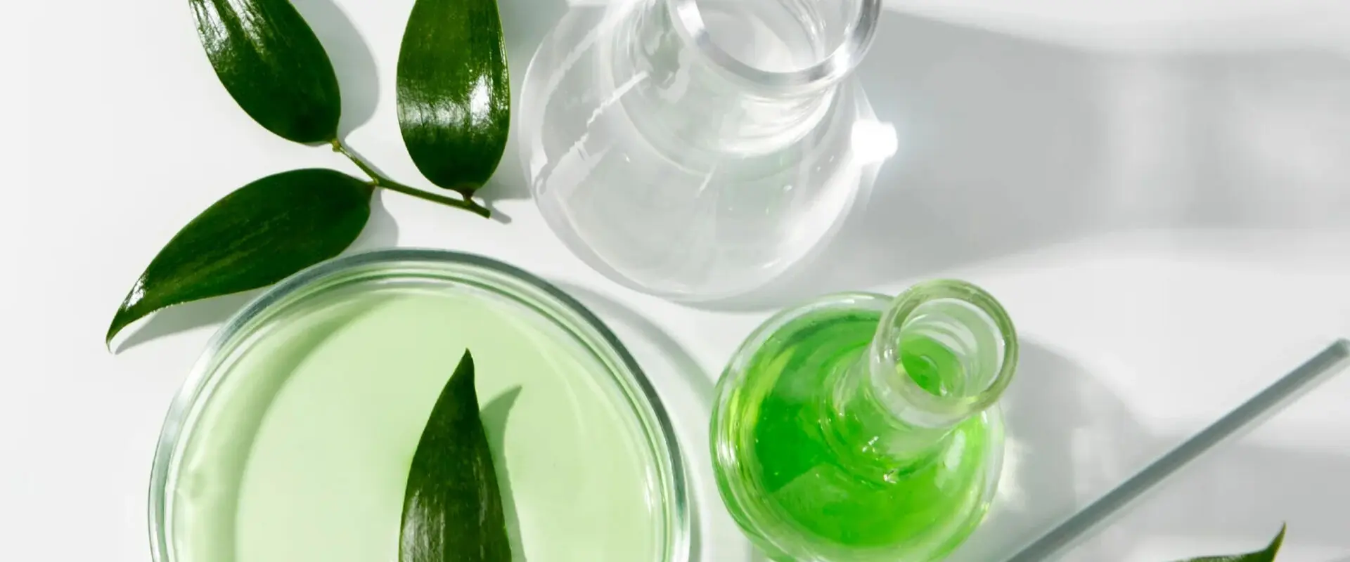 Master Chemistry of Natural Bioactives at Lusófona University