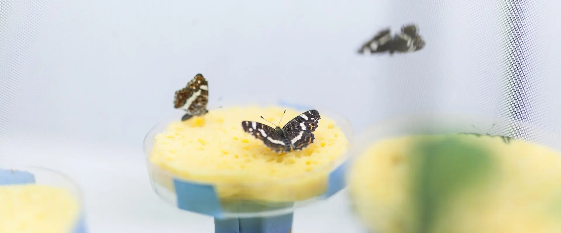 MSc Insect Biotechnology and Bioresources at Justus Liebig University of Giessen