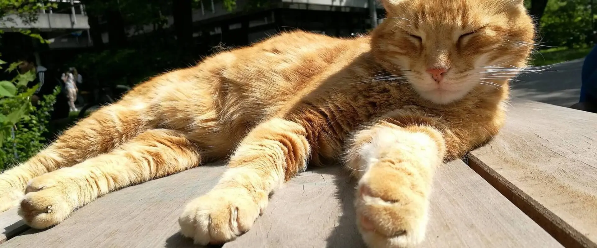 Meet Europe’s cutest students: These 5 campus cats will melt your heart