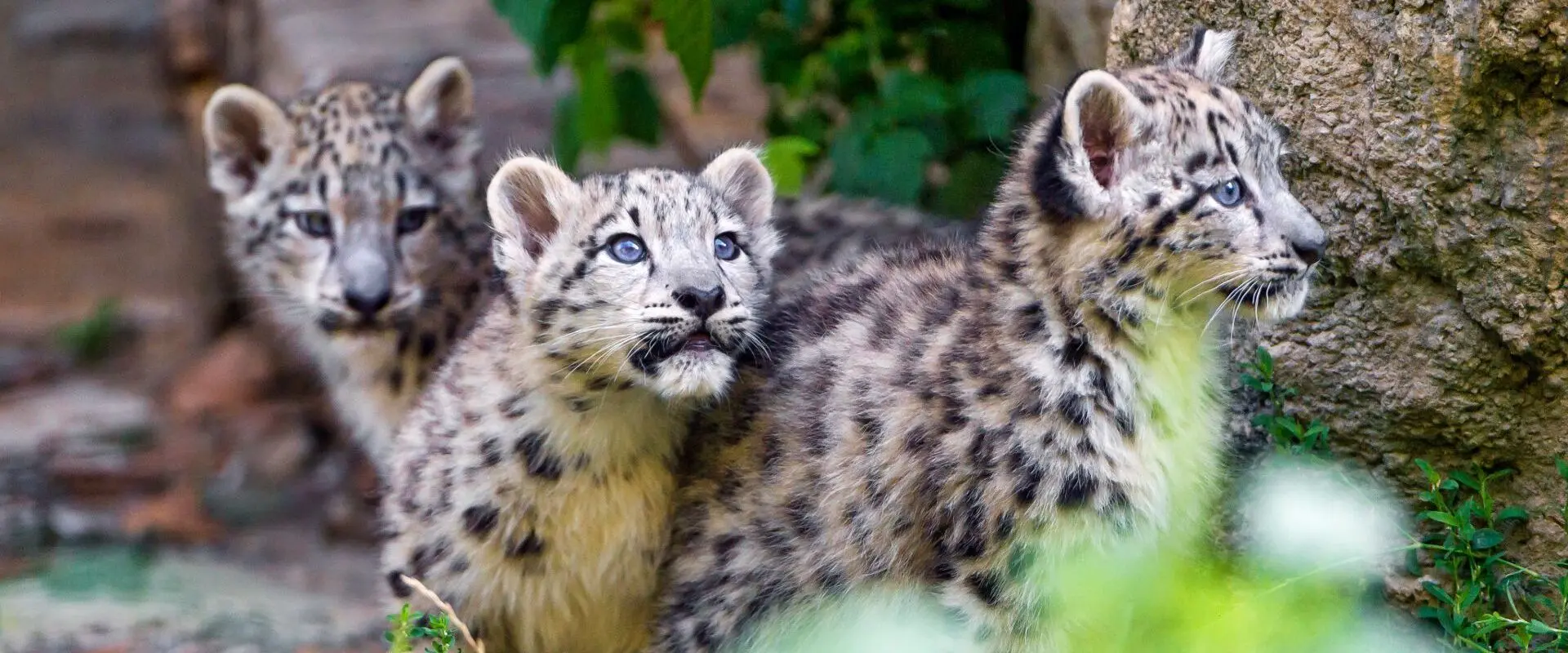 Study Zoology: All you need to know