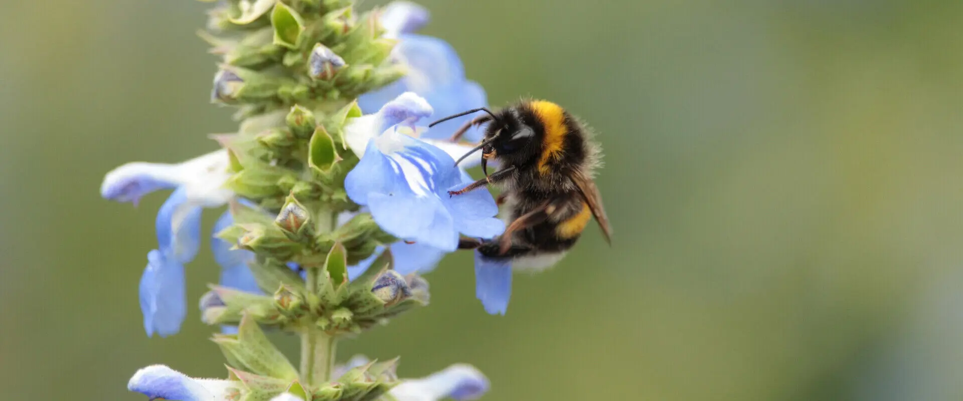 Study Ecology: All you need to know