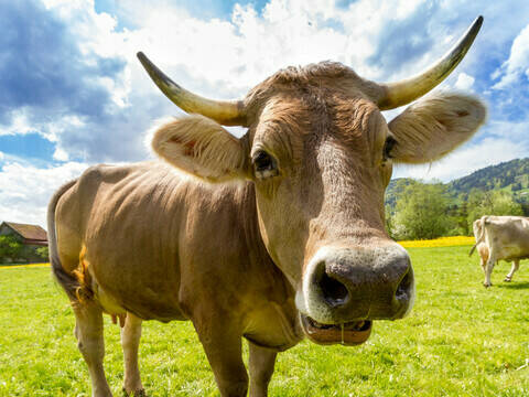 Top 10 Best Universities for Agriculture in Europe in 2025